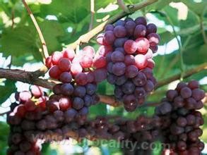 Yusui grape