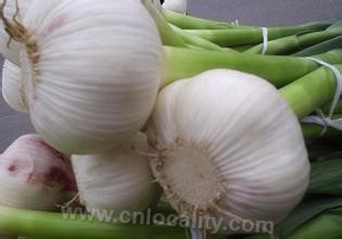 Jiading white garlic