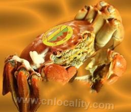 Huangpu river Chinese mitten crab