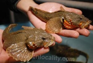 Songjiang four-gill perch