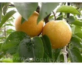 Cang Qiao Crystal Pear