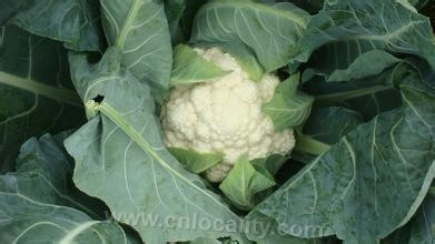 Chongming cauliflower