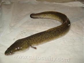 common eel