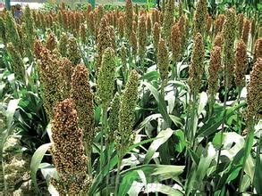 sugar sorghum