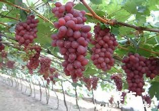 Yanhuai valley grape