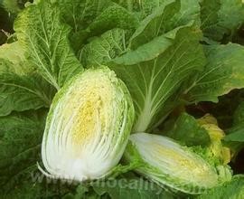 Chongming Chinese cabbage