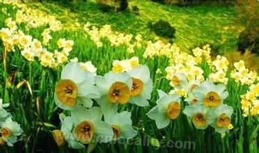 Chongming narcissus