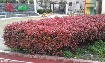 Photinia rubra