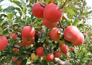 Yanqing apple