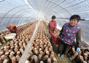 Qiaotou mushroom