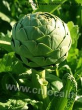 globe artichoke