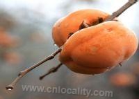 Haian small persimmon