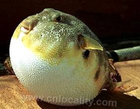 Laobagang puffer fish