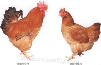 Liyang chicken