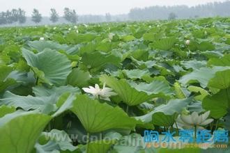 Xiangshui shallow water lotus