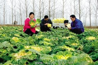 Huaiyin Chinese cabbage