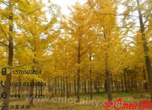 Shuyang wanpi ginkgo biloba