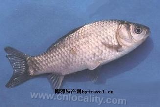 Sangxu crucian carp