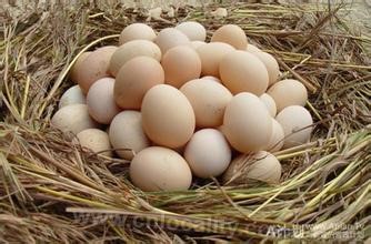 Feathergrass egg