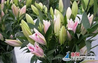 Double-branch lily