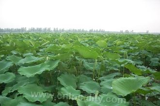 Guannan shallow water lotus