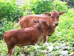 Xuzhou yellow cattle