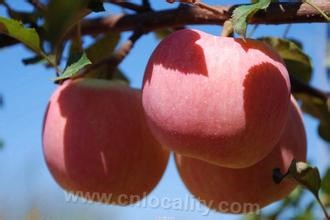 Fengxian Red Fuji Apple