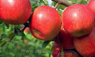 Dashahe Red Fuji Apple