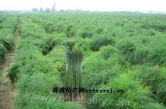 Fengxian asparagus