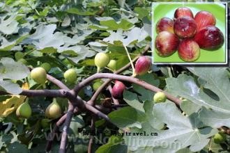 Ficus carica in Chaoyang Lake