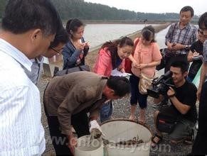 Zhenjiang river crab