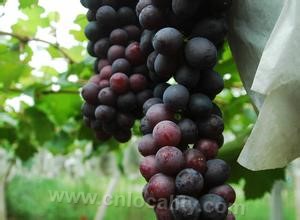 Jurong grapes