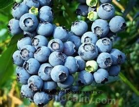 Lishui Baima blueberry