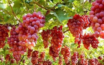 Jiang Xinzhou grapes