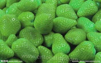 fragaria viridis duchesne