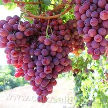 Korean pine grape