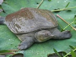 Baoying turtle