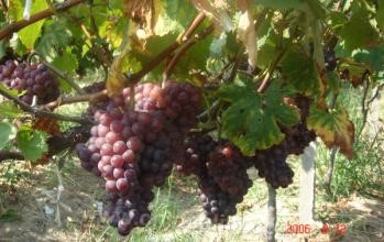 Shenxiang grapes