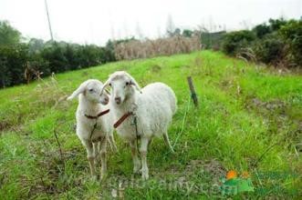 Dongshanhu sheep