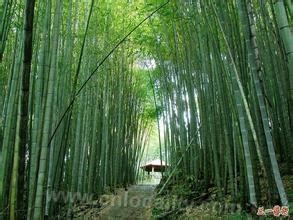 Phyllostachys pubescens in Anji