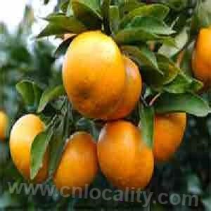 orange of quzhou