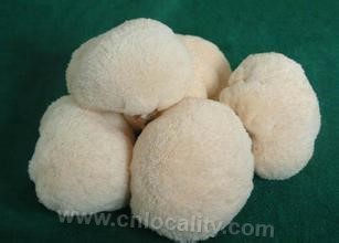 Hericium Changshan