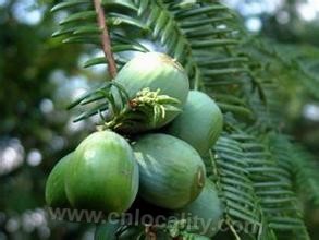 Torreya grandis in Pan 'an