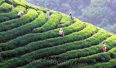 Pan' an ecology longjing