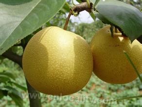 Wuyi honey pear