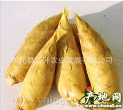 Qingyuan winter bamboo shoots