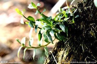 dendrobium officinale