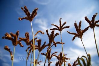 Dragon claw millet cake