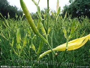 Jinyun daylily