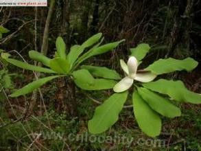 Magnolia officinalis